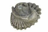 Wide, Enrolled Flexicalymene Trilobite - Indiana #287226-2
